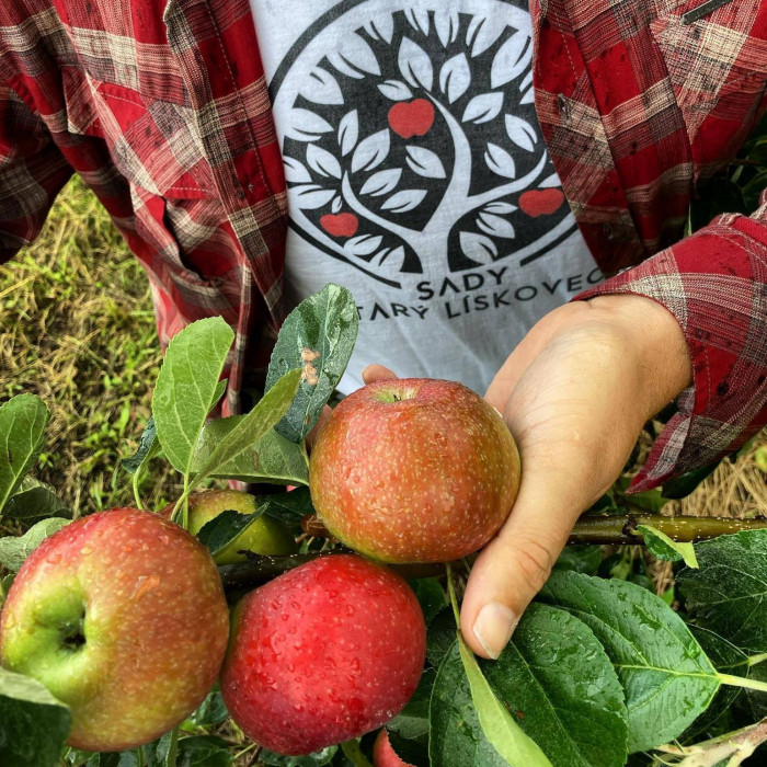 100% Mošt JABLKO + HRUŠKA 5L