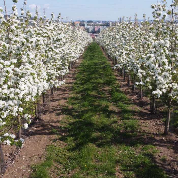 100% Mošt JABLKO + HRUŠKA 5L